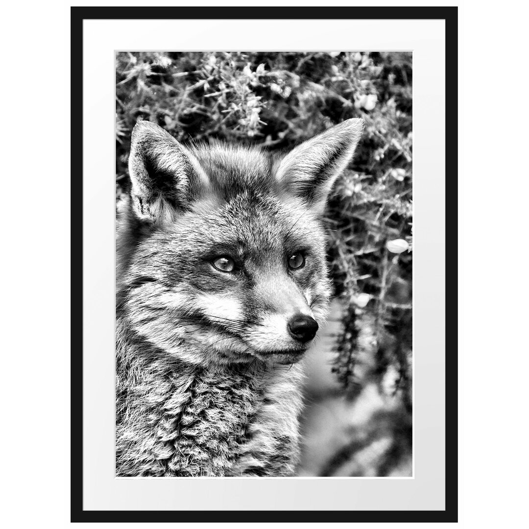 Gerahmtes Poster Aufschauender Fuchs