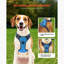 Harnais pour chien avec grand chien