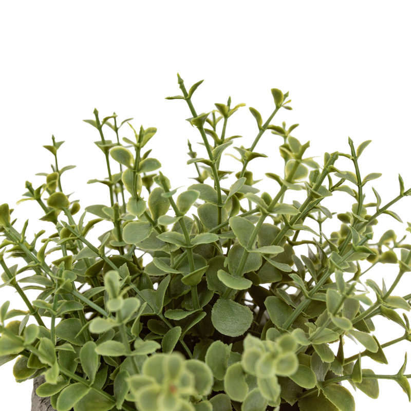 Potted Plant Ceramic Scratch Pot Rosemary