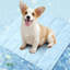 Tapis antidérapant antidérapant pour chien