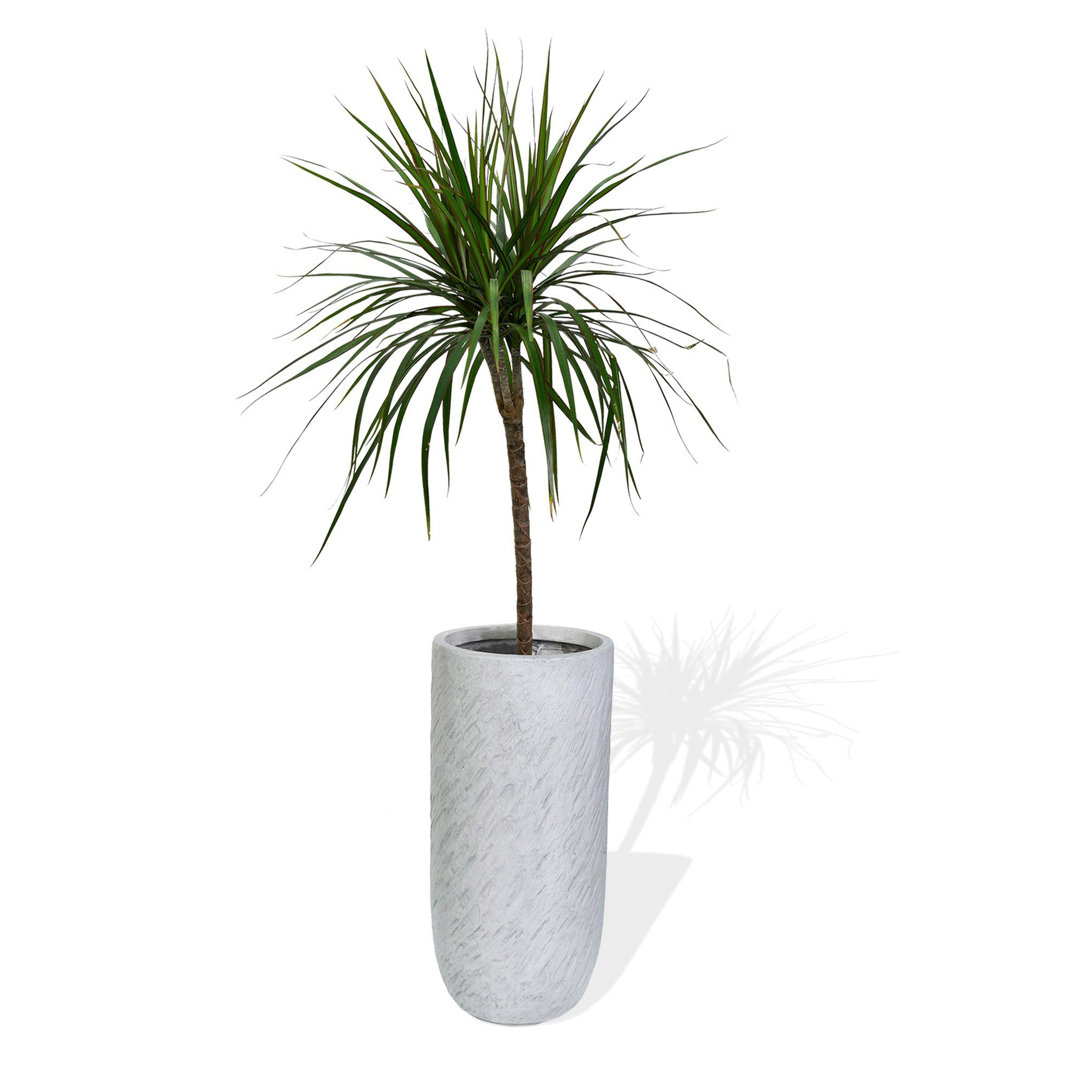 Perspections® Blumenkübel Pflanzkübel Aus Fiberglas Pflanzübertopf ø44xh79 Cm Elfenbeinfarben Rund Übertopf