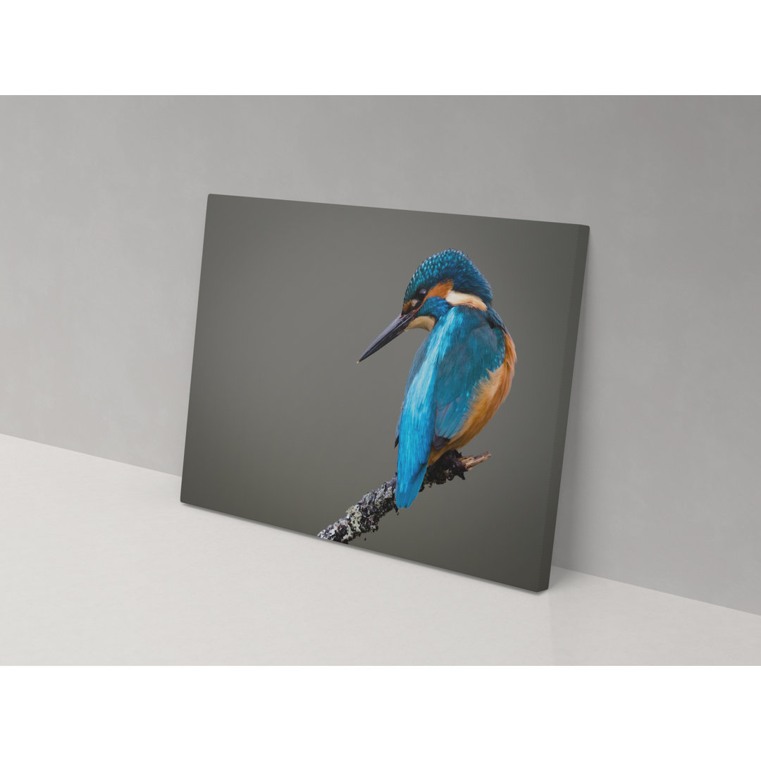 Bluebird on a Branch - Wrapped Canvas Graphic Art