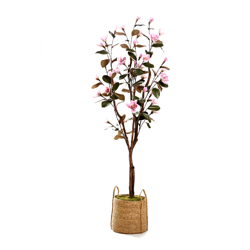 Magnolia rose 7 pi dans un panier en corde