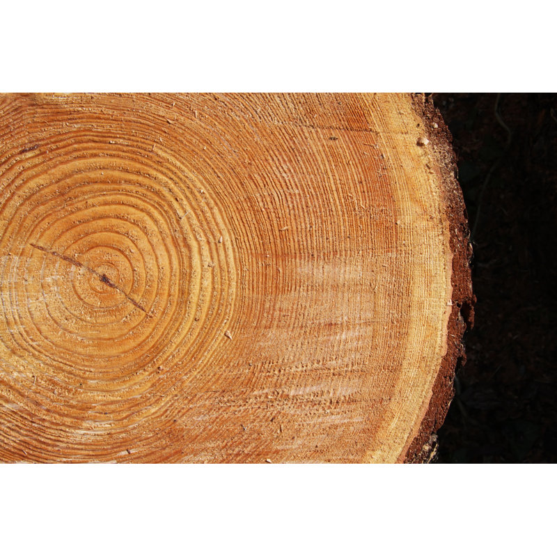 Cross Section Of A Tree by Quanthem - Wrapped Canvas Print, 61cm H x 91cm W