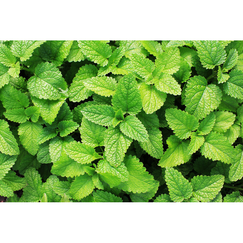Fresh Green Mint Plants In Growth At Field - Wrapped Canvas Print, 30cm H x 46cm W x 3.8cm D