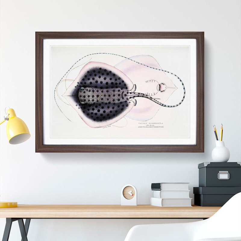 Stingray Illustration by John Edward Gray - Picture Frame Graphic Art Print, Walnut Framed, 27cm H x 36cm W x 2cm D