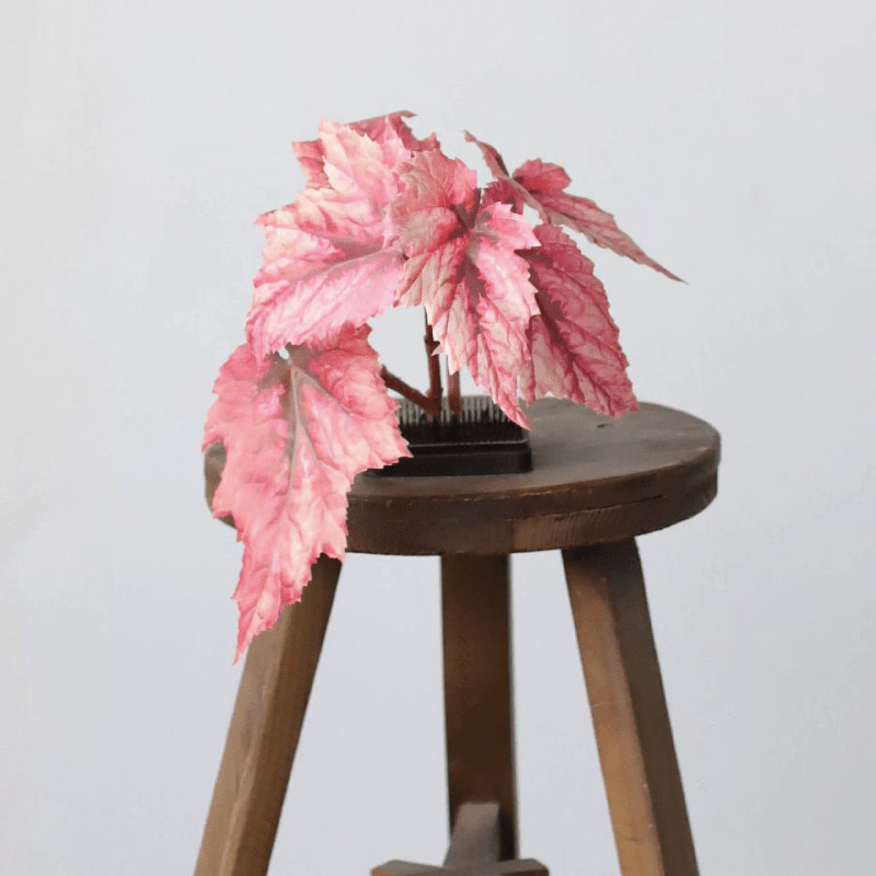 Tige de bégonia Painterly - 29,1 po, [A] 1 tige, Rose