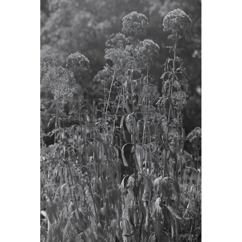 Taneha Joe Pye Weed by Tony Smith - Wrapped Canvas Photograph, 46 cm H x 30 cm W