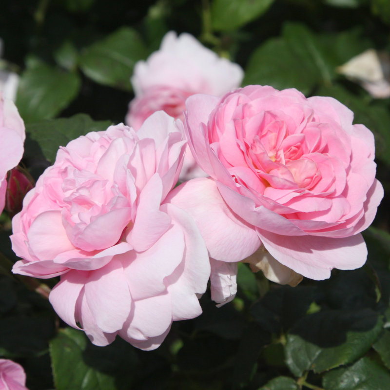 Bare Root Ball Gown Romantica Rose (3-Pack)