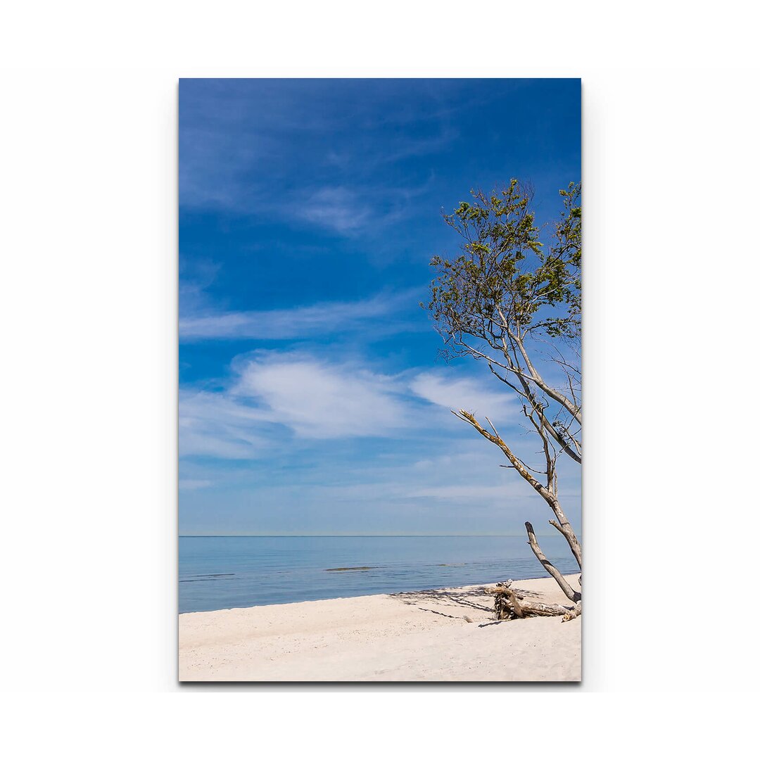 Leinwandbild Baum am Strand – Ostsee