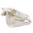 Gonzella Genuine Zebra Skull