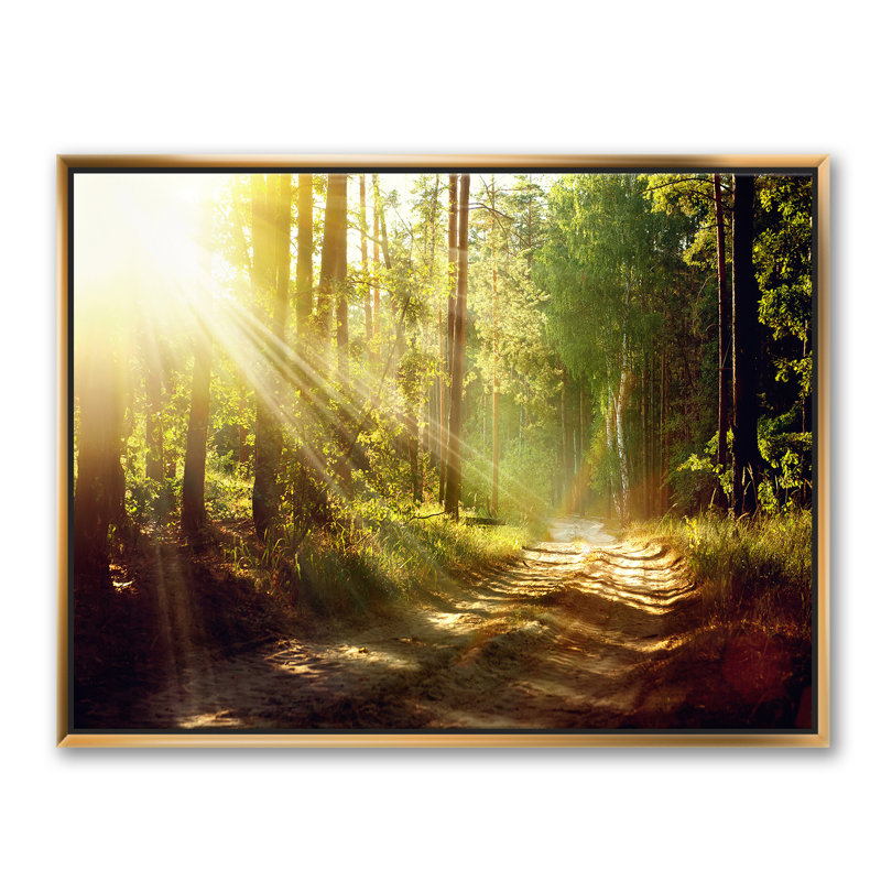 Sun Rays in Misty Old Forest - reproduction de photo sur toile, Toile encadrée d'or, H 24 po x l 32 po x P 1 po