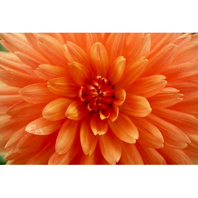 Dahlia - photographie sur toile tendue