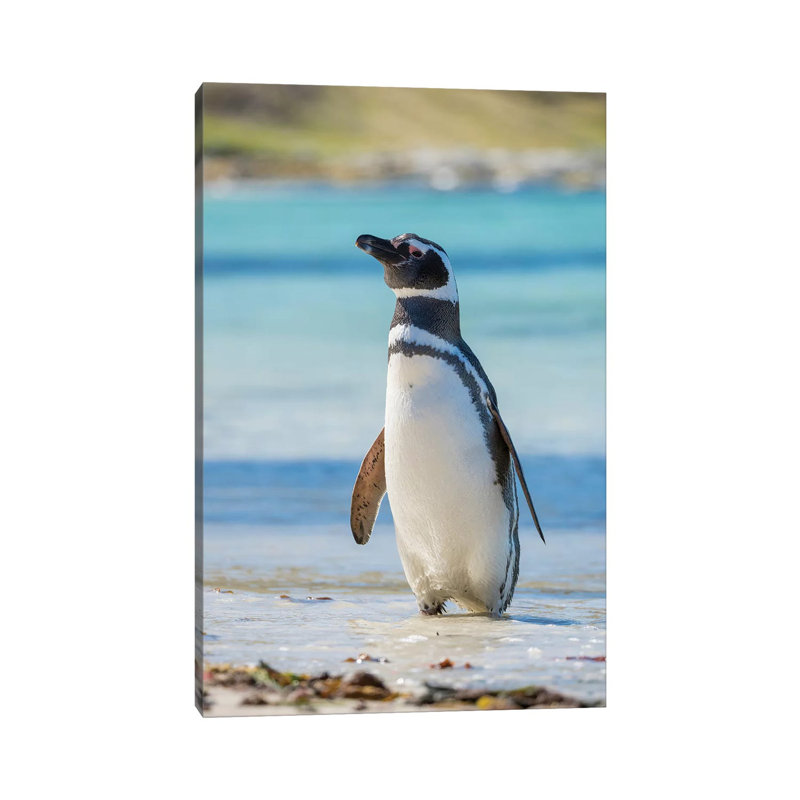 Magellanic Penguin at beach, Falkland Islands 1 Piece Wrapped Canvas Wall Art, 30.48 cm H x 45.72 cm W