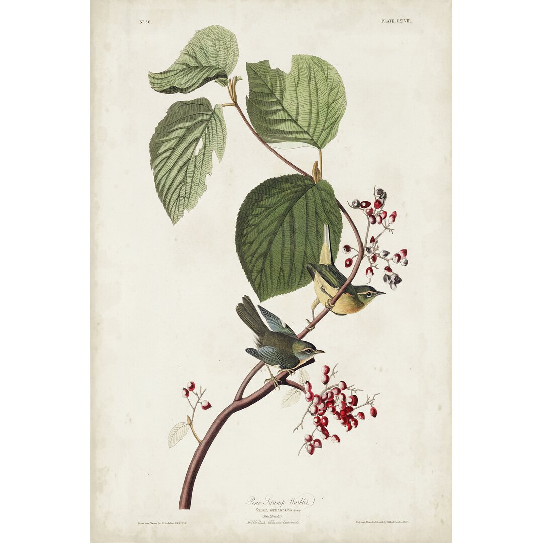 Leinwandbild Pl 148 Pine Swamp Warbler von John Audubon