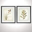 «Vintage Botanical Sketch V», ensemble de 2 reproductions de peintures à l'acrylique encadrées-28785951