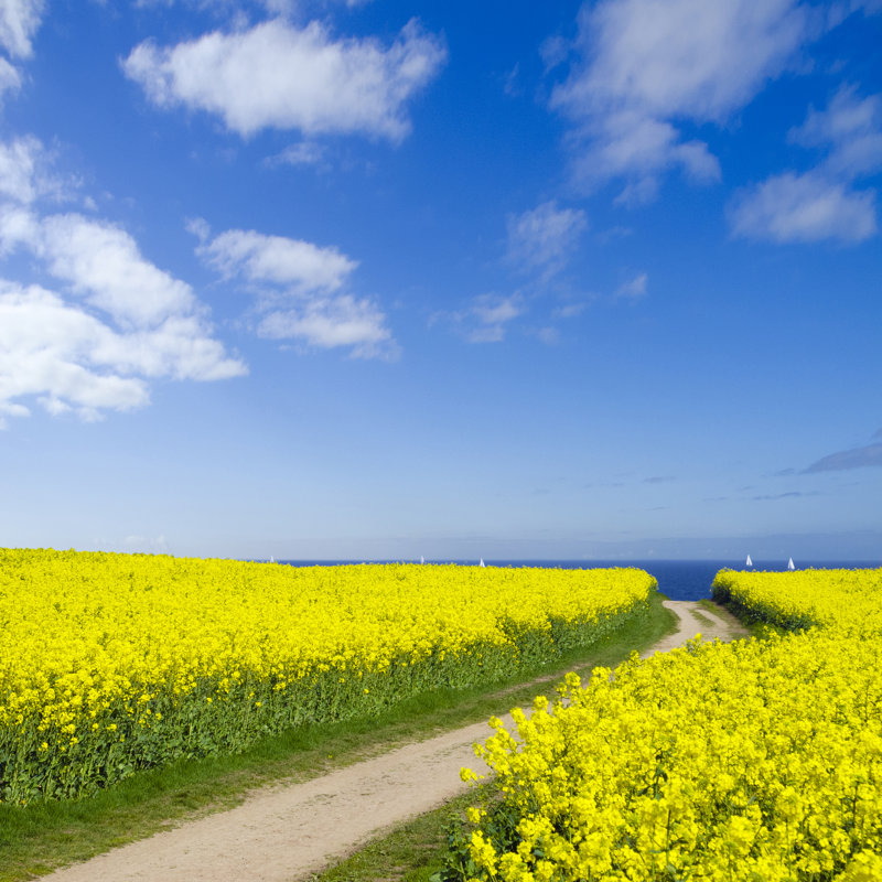 «Seaside Canola Field» sur toile par Numismarty, H 20 po x l 20 po x P 1,25 po