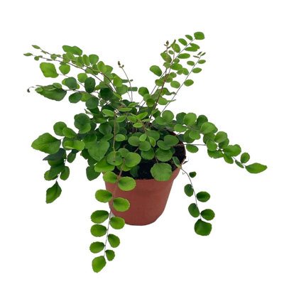 Button Fern 4 Inch Pellaea Rotundifolia