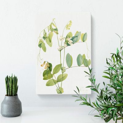 White Pea by Mary Vaux Walcott - Wrapped Canvas