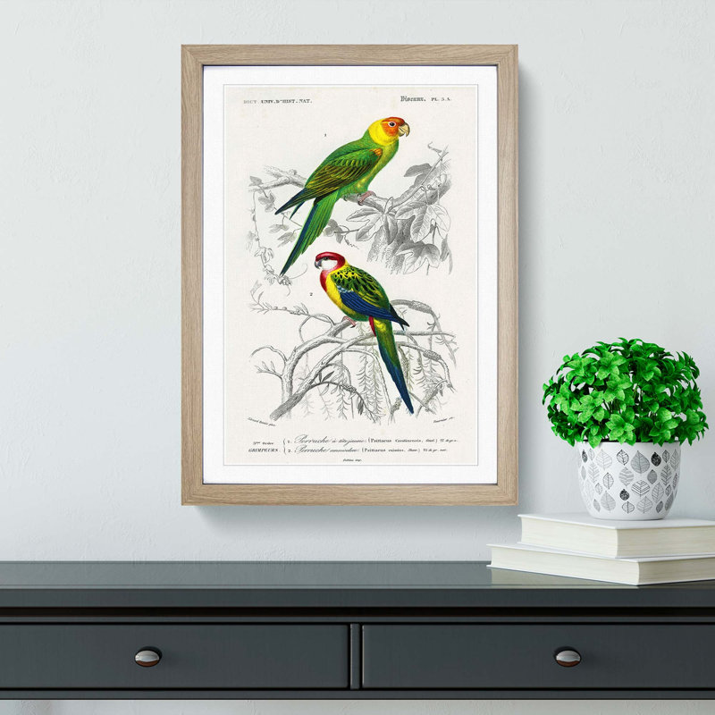 Parrot Illustrations by Charles dOrbigny - Framed Print, 65cm H x 48cm W x 2cm D, Oak Framed