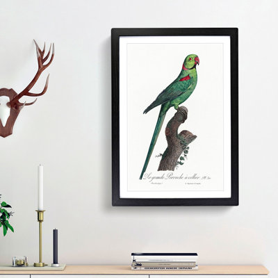 A Rose-Ringed Parakeet by F. Levaillant - Framed Print
