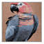  Tapis lavable Galah Birds-777656373