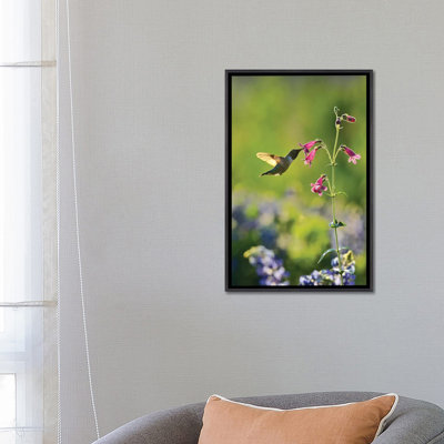 Colibri à gorge noire mâle se nourrissant, Hill Country, Texas, États-Unis par Rolf Nussbaumer - reproduction de photo