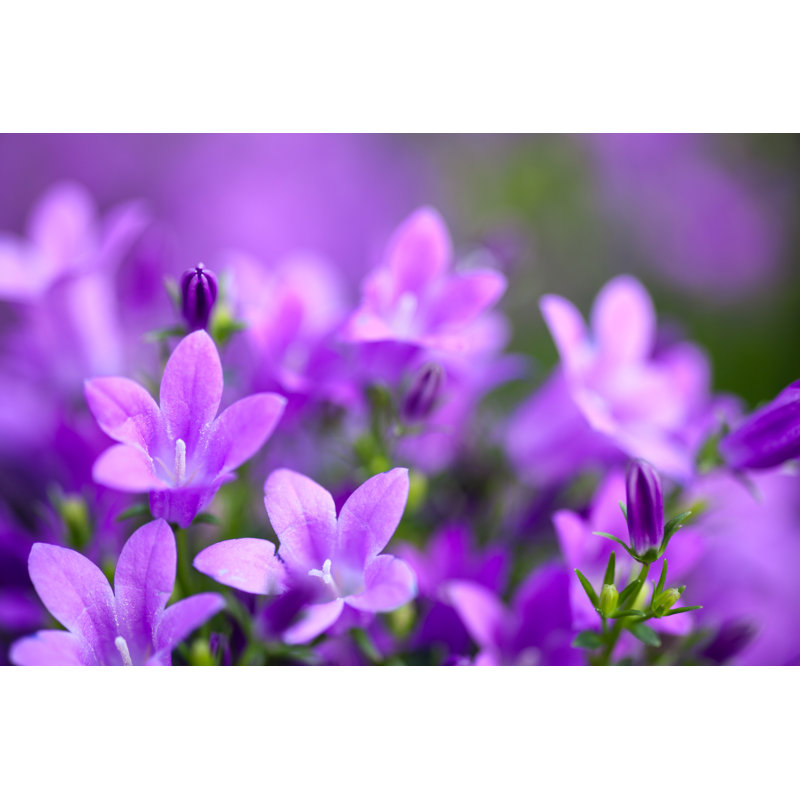 Campanula Portenschlagiana - Wrapped Canvas Print, 81cm H x 122cm W x 3.8cm D