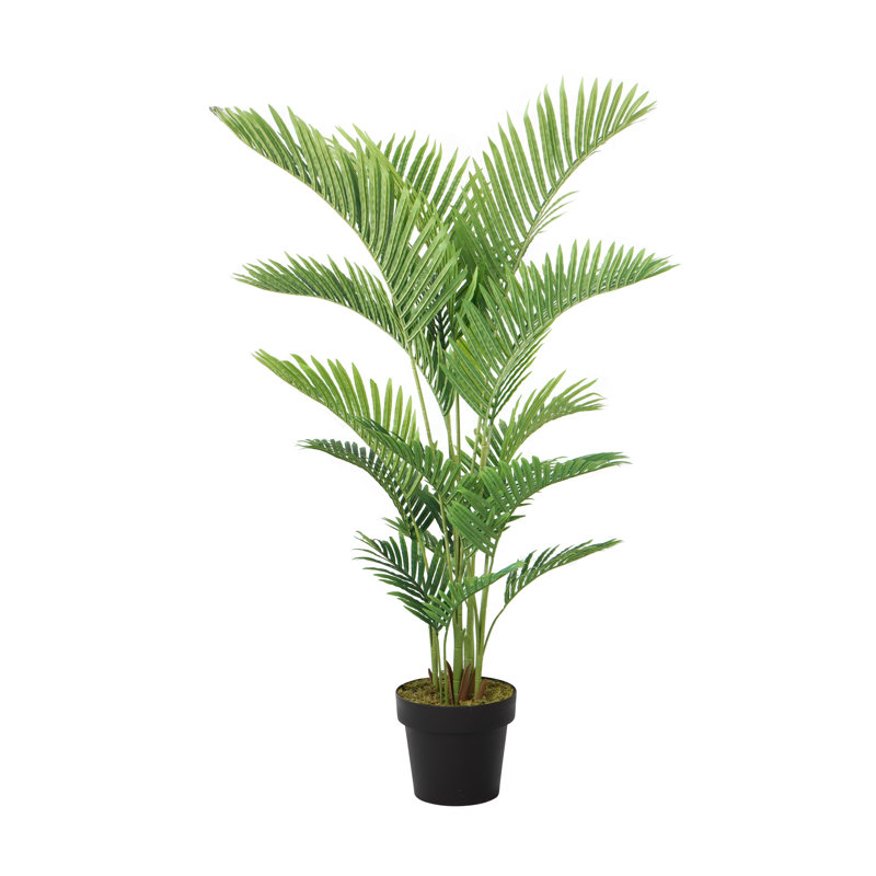 Panama en pot
