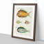 East Indies Fish Illustrations LV by Louis Renard - Picture Frame Graphic Art Print-55537231-55537232
