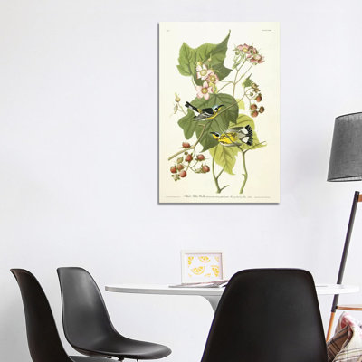Black And Yellow Warbler And Flowering Raspberry, C.1826-1838 by John Audubon - Print on Canvas