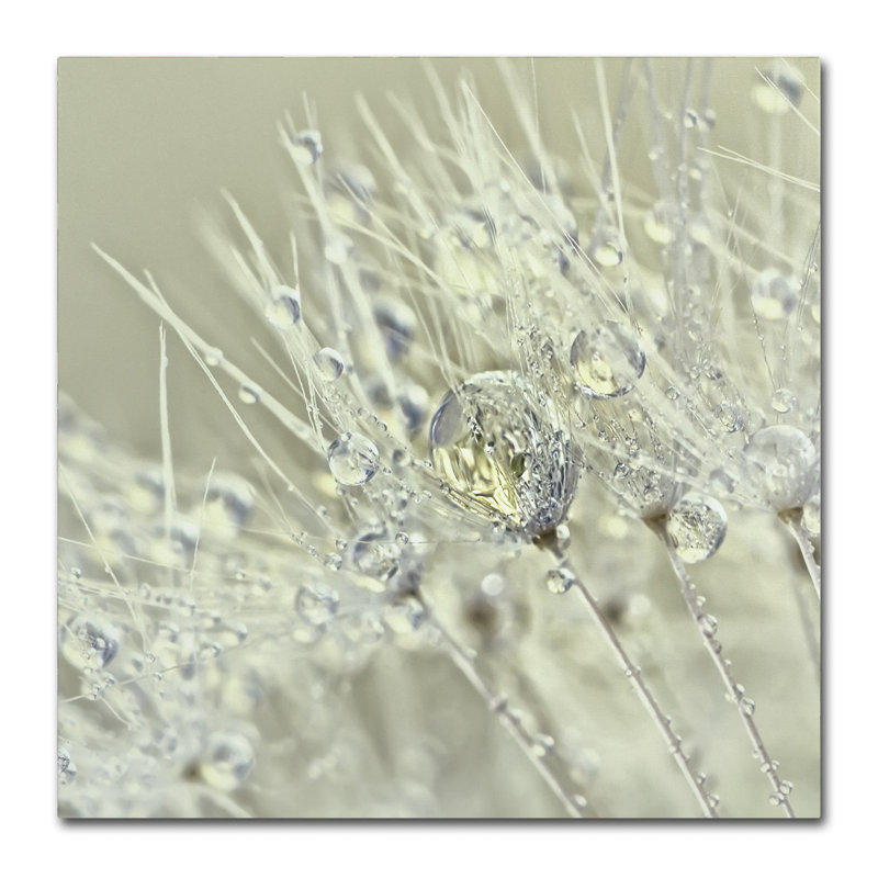 «Dandelion Dew III» par Cora Niele - reproduction de photo sur toile tendue, H 24 po x l 24 po x P 2 po