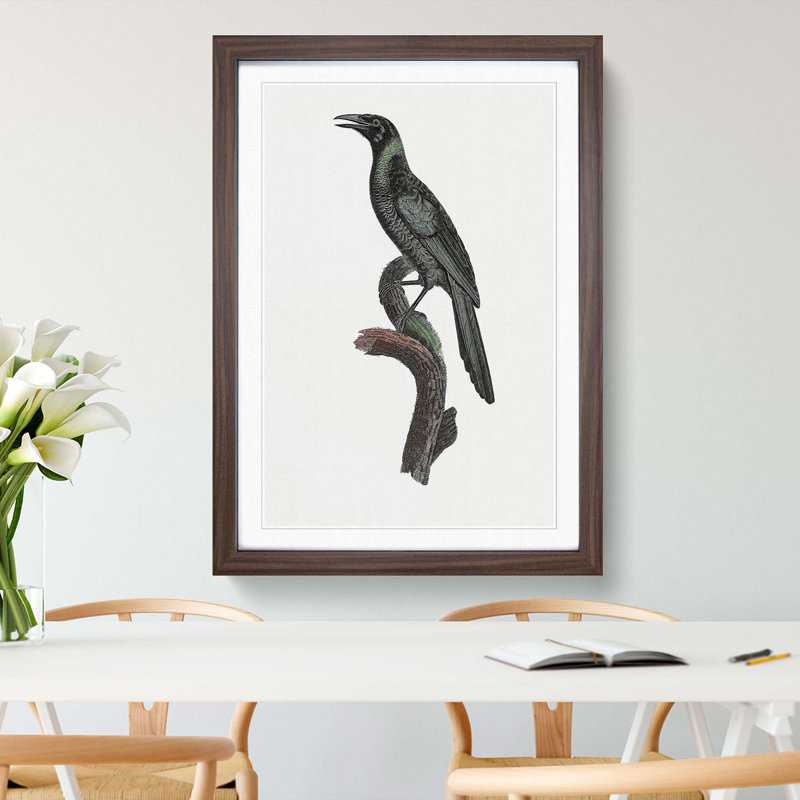 Manucode Bird of Paradise by Jacques Barraband - Picture Frame Painting Print, 48cm H x 36cm W x 2cm D, Walnut Framed