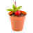 Restaurantware-4 Ounce Dessert Cups, 100 Flower Pot Ice Cream Cups - Sturdy, Disposable, Terracotta Plastic Appetizer Cups, For Layered Desserts, Use At Garden Theme Parties, Birthdays, Or Weddings