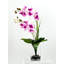 Double orchidée phalaenopsis, arrangement floral-103109821