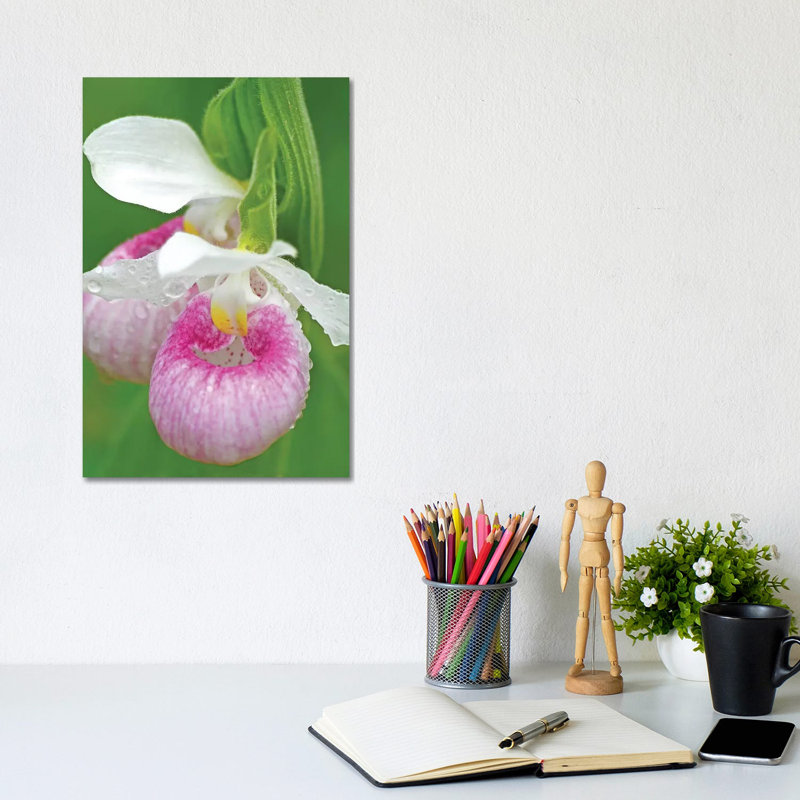 Showy Lady Slippers by Brian Wolf - Wrapped Canvas Print, 30.48cm H x 20.32cm W x 1.91cm D