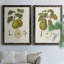 Toile encadrée de qualité supérieure Vintage Pears III - prête à être accrochée-272582186-272582184