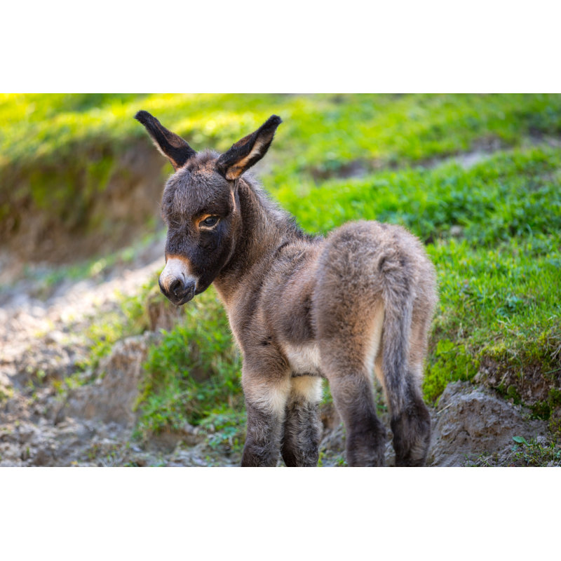 Young Donkey - Wrapped Canvas Print, 51cm H x 76cm W