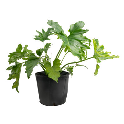 Selloum in Nursery Pot