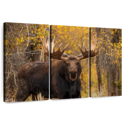 Shiras Bull Moose