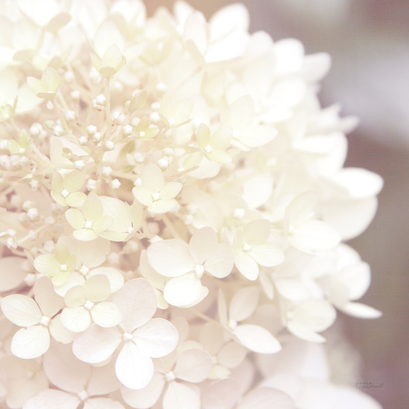 Hydrangea Dream I, H 30 po x l 30 po