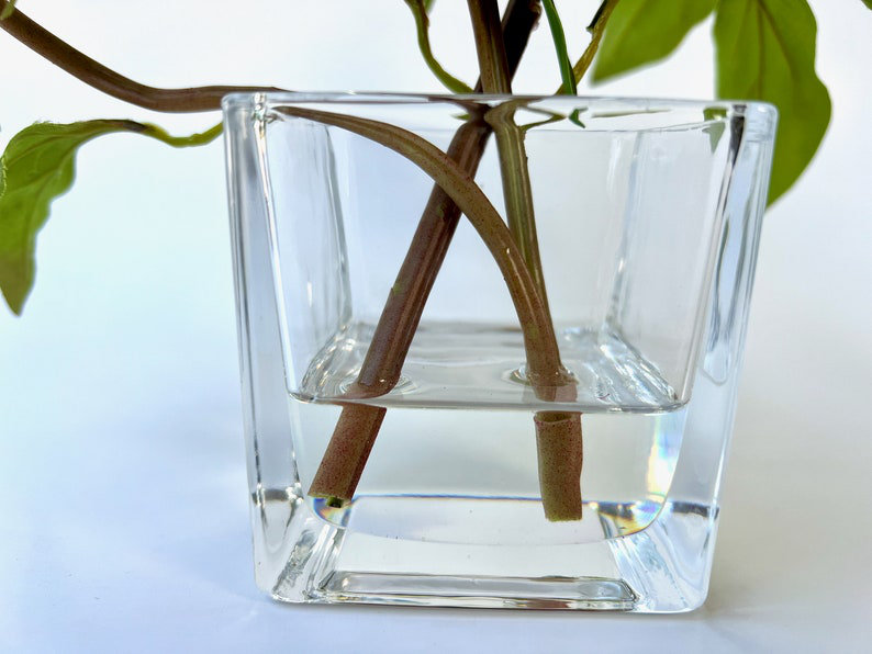 Peony Flower Arrangement in Glass Vase, Light Pink