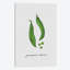 «Offrir une pois», impression sur toile-29680062-74407658-74407652