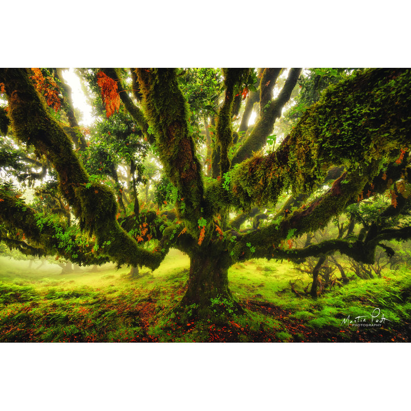 " Octopus " by Martin Podt, 8" H x 12" W, Wrapped Canvas