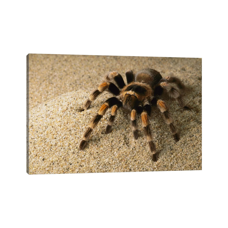 Mexican Red-Knee Tarantula, Mexico by Gerry Ellis - Wrapped Canvas Print, 66.04 cm H x 45.72 cm W x 1.91 cm D