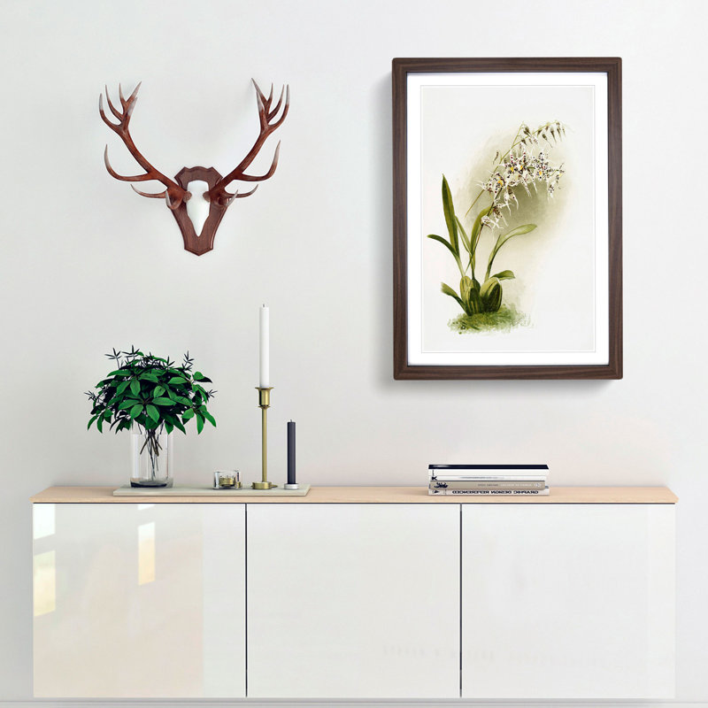 Magnolia Flowers Illustration Tab. 44 by Frederick Sander - Picture Frame Painting Print, 50cm H x 35cm W x 2cm D, Walnut