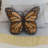 Cushion Butterfly