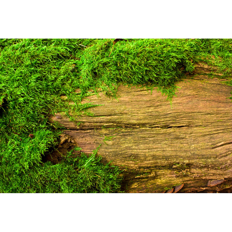 Mousse sur un arbre - Photographie sur toile tendue, H 24 po x l 36 po