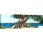 Algarrobo by Joaquín Sorolla Y Bastida - Wrapped Canvas Painting-1171578715