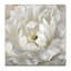 Tableau « Pivoine parfaite »-35569853-35569856